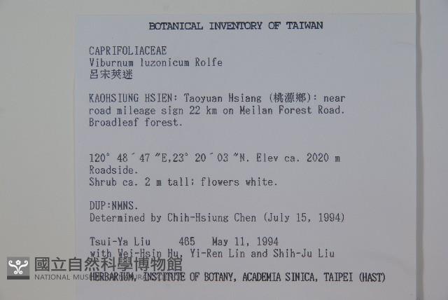 呂宋莢迷藏品圖，第2張