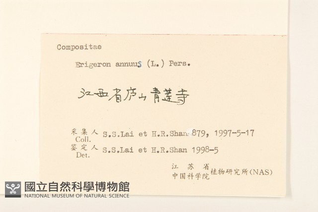 白頂飛蓬藏品圖，第3張