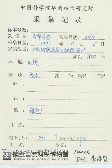 山紅柿藏品圖，第2張