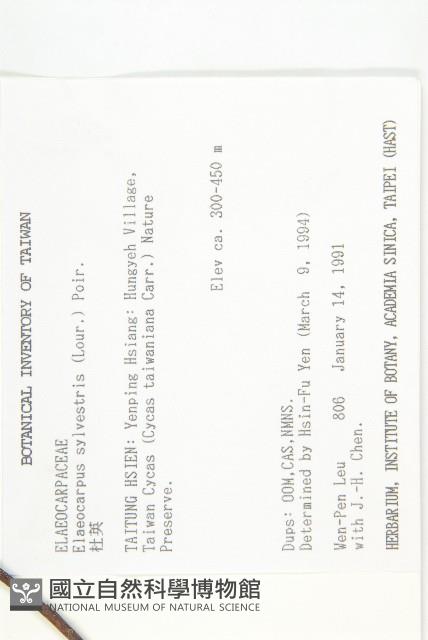 杜英、山杜英、蘭嶼杜英藏品圖，第2張