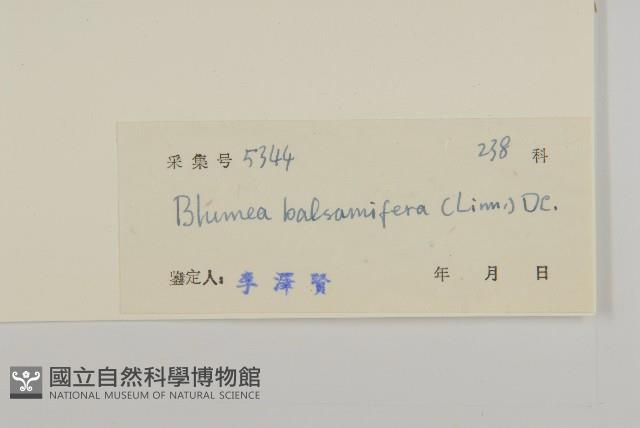 艾納香藏品圖，第3張