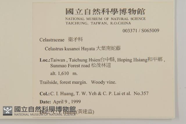 大葉南蛇藤藏品圖，第2張