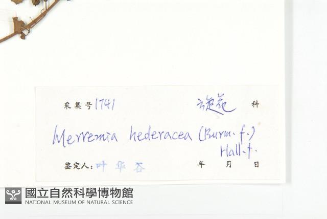 卵葉菜欒藤藏品圖，第3張