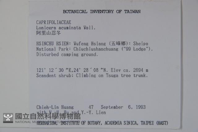 阿里山忍冬、漸尖葉忍冬藏品圖，第2張