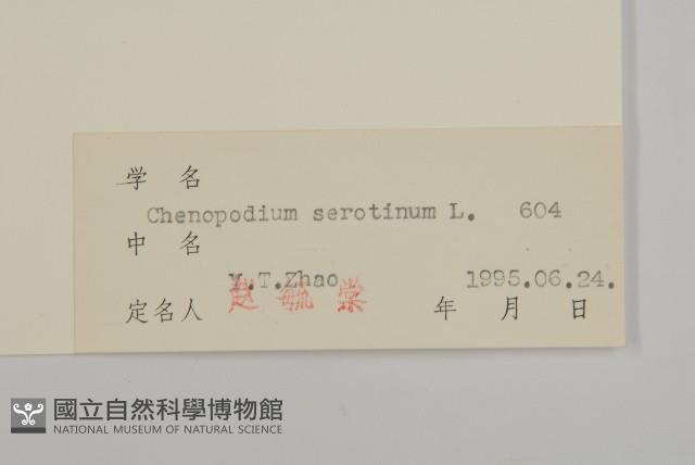 小葉藜藏品圖，第3張