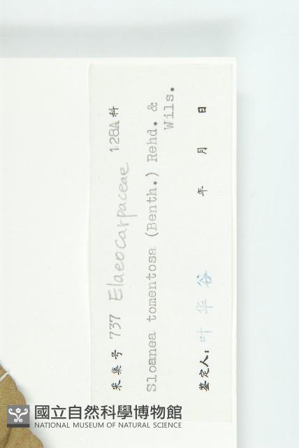 毛猴歡喜藏品圖，第3張