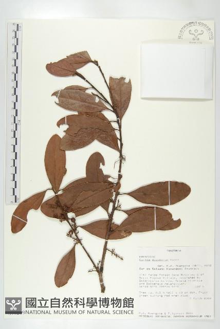 登錄號:S096209藏品圖，第3張