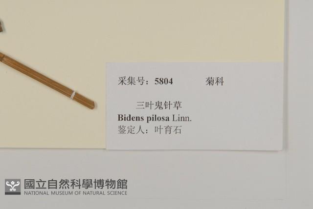 白花鬼針藏品圖，第3張