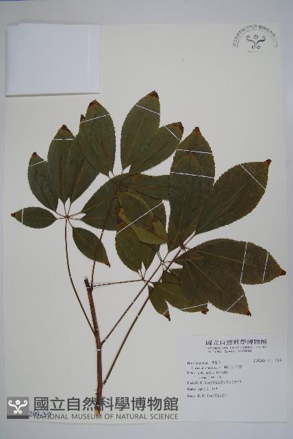 美人樹藏品圖，第3張