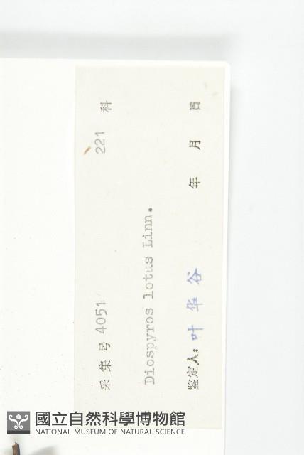 黑棗、君遷子藏品圖，第3張