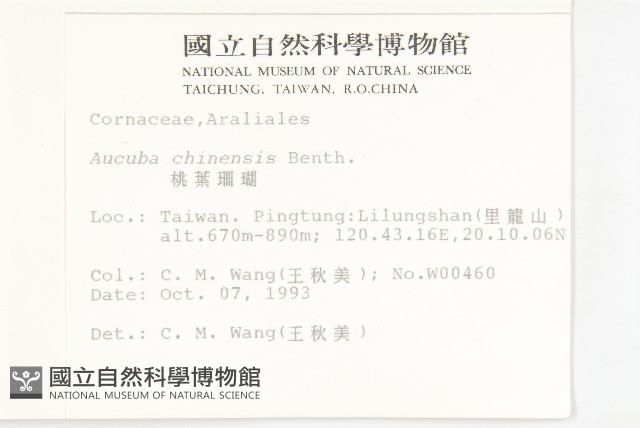 桃葉珊瑚藏品圖，第2張