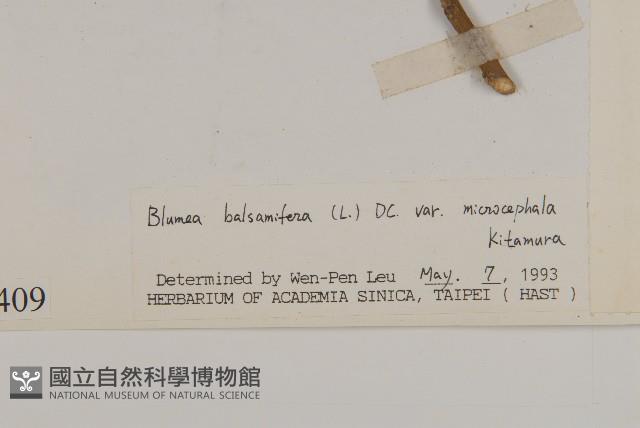 艾納香藏品圖，第3張