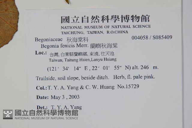 蘭嶼秋海棠藏品圖，第2張