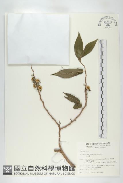 山柿樹藏品圖，第3張