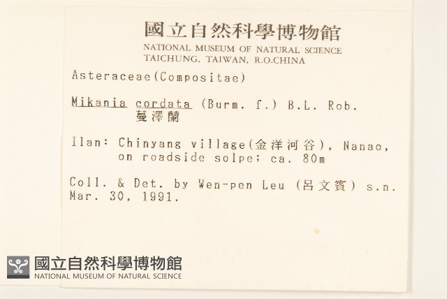蔓澤蘭藏品圖，第2張