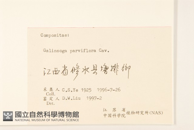 小米菊藏品圖，第3張