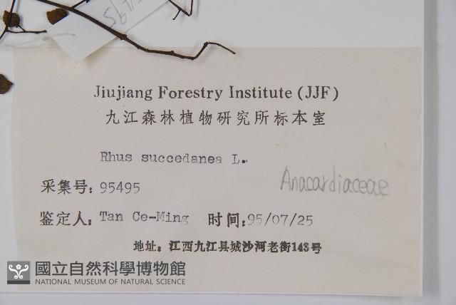 木蠟樹、山漆藏品圖，第2張