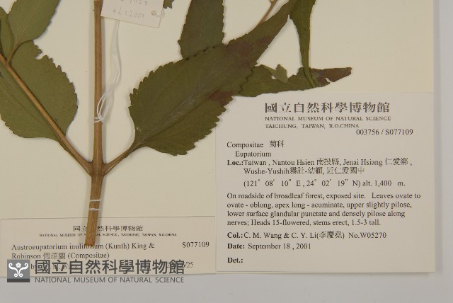 假澤蘭藏品圖，第2張