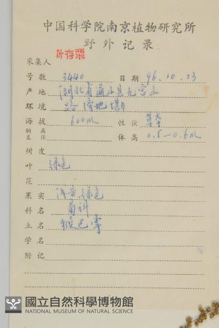 牡蒿藏品圖，第2張