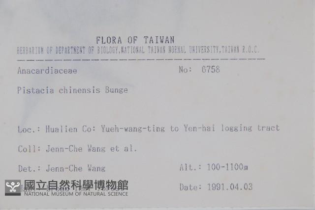 黃連木、爛心木藏品圖，第2張