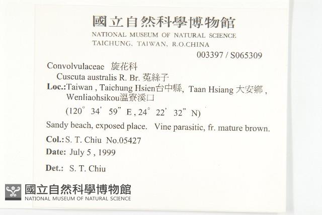 菟絲子藏品圖，第2張