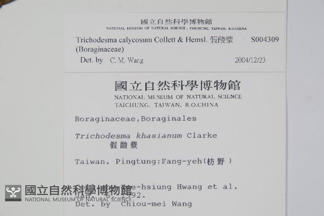 假酸漿藏品圖，第2張