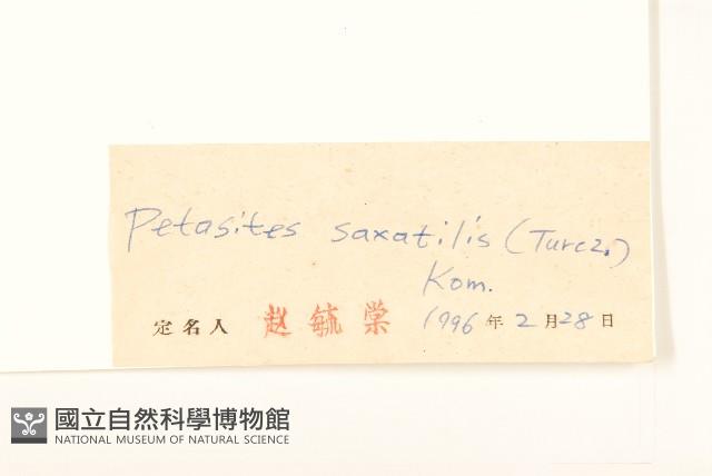 長白蜂斗菜藏品圖，第3張