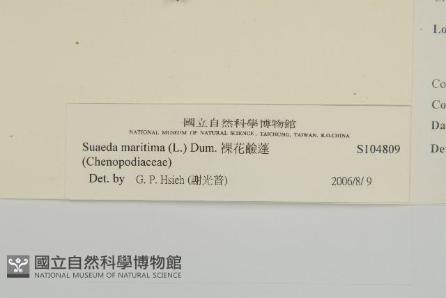 裸花鹼蓬藏品圖，第3張