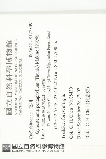 絞股藍藏品圖，第2張