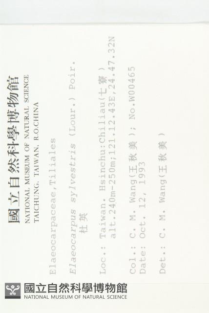 杜英、山杜英、蘭嶼杜英藏品圖，第2張