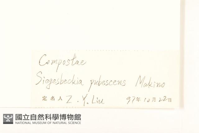 腺梗豨薟藏品圖，第3張