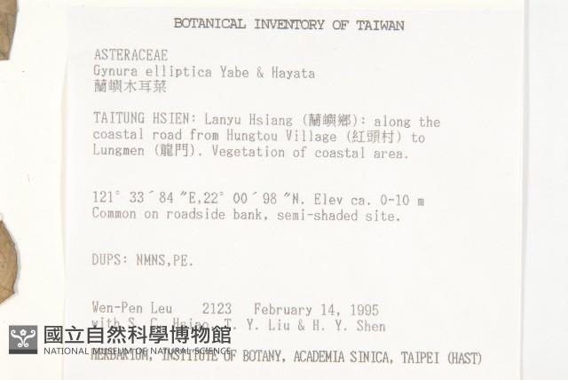 蘭嶼木耳菜藏品圖，第2張