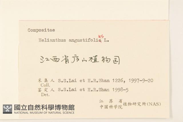 狹葉向日葵藏品圖，第3張