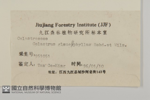 灰葉南蛇藤藏品圖，第3張