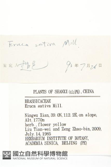 芝麻菜藏品圖，第3張