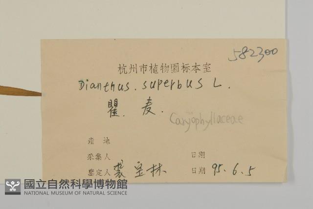 瞿麥藏品圖，第3張