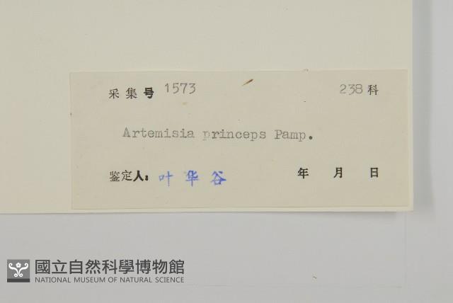 魁蒿藏品圖，第3張