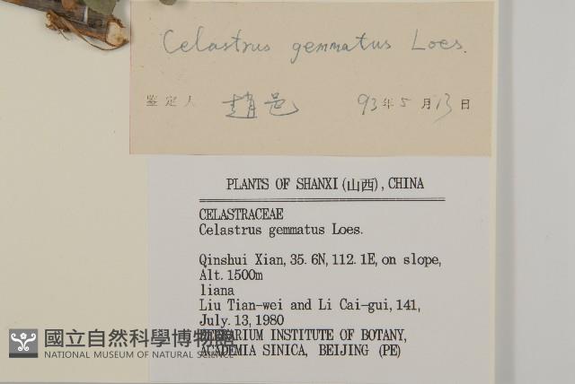 哥蘭葉藏品圖，第3張