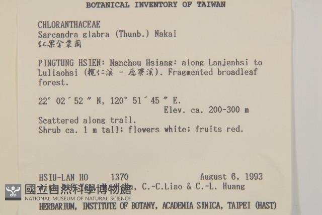草珊瑚、紅果金粟蘭藏品圖，第2張