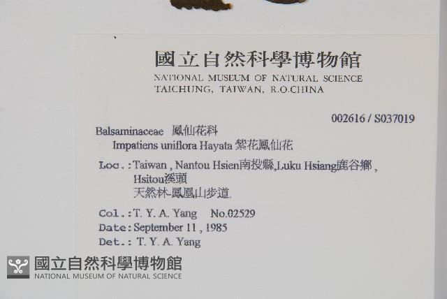 紫花鳳仙花藏品圖，第2張