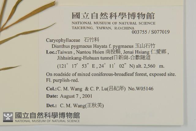 玉山石竹藏品圖，第5張