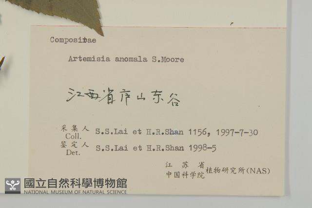 珍珠蒿、奇蒿藏品圖，第3張