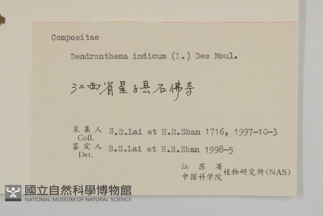 油菊、野菊藏品圖，第3張