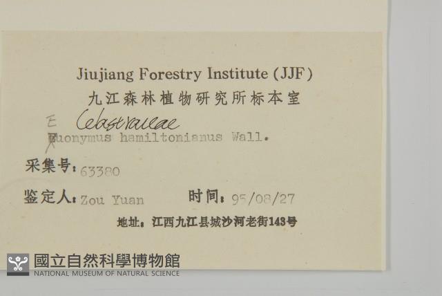 西南衛矛藏品圖，第3張