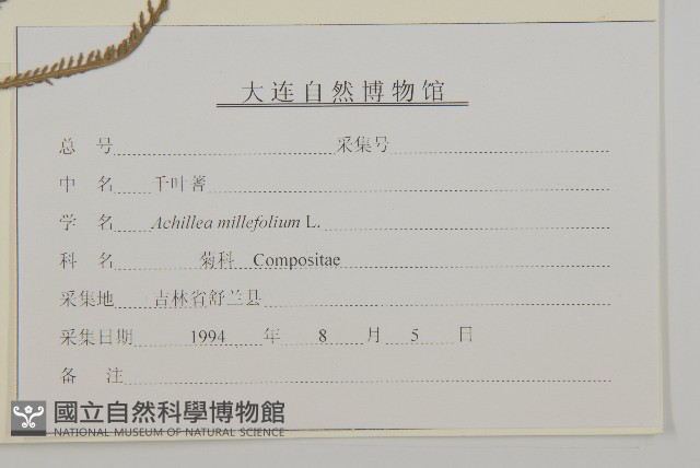 洋蓍草、千葉蓍藏品圖，第3張