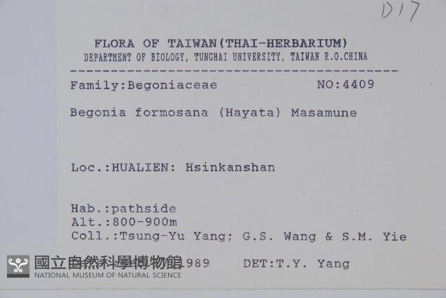 水鴨腳藏品圖，第2張