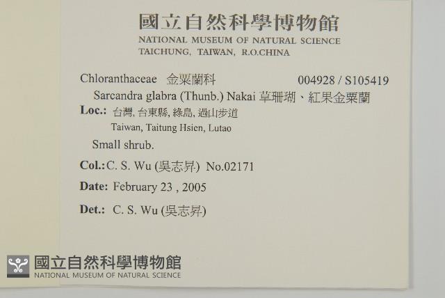 草珊瑚、紅果金粟蘭藏品圖，第2張