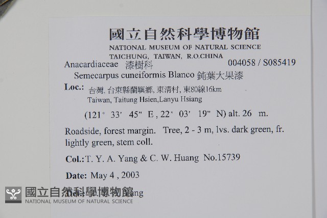 鈍葉大果漆, 小葉大果漆藏品圖，第2張