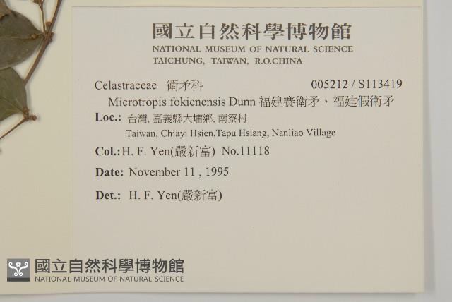 福建賽衛矛、福建假衛矛藏品圖，第2張