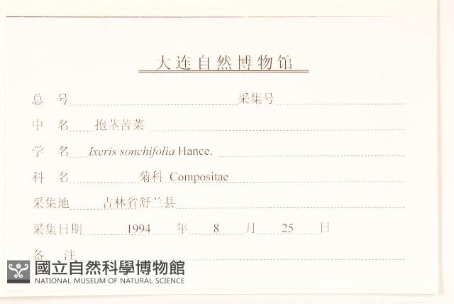 抱莖苦菜藏品圖，第3張